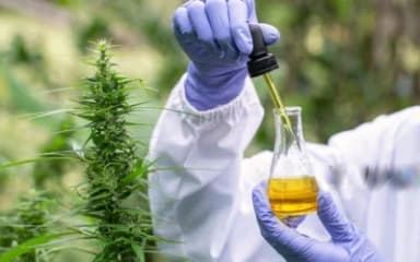 Cannabis oil extraction