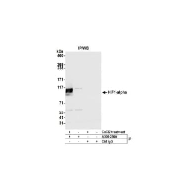 Rabbit anti-HIF1-alpha Antibody, Affinity Purified