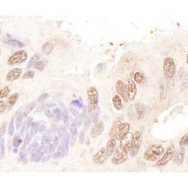 Rabbit anti-BTF Antibody, Affinity Purified