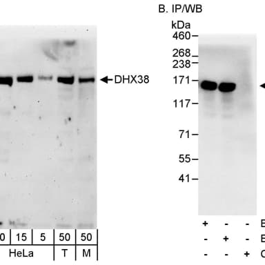 Rabbit anti-DHX38 Antibody, Affinity Purified
