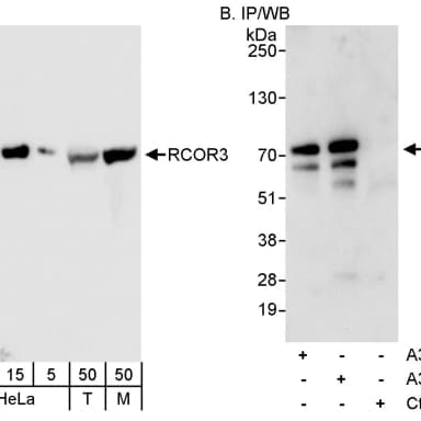 Rabbit anti-RCOR3 Antibody, Affinity Purified