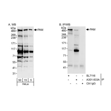 Rabbit anti-PAM Antibody, Affinity Purified