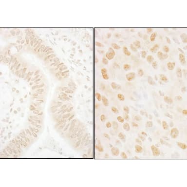 Rabbit anti-SSB1 Antibody, Affinity Purified