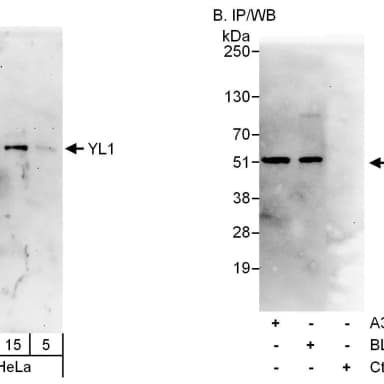 Rabbit anti-YL1 Antibody, Affinity Purified