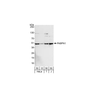 Rabbit anti-PABPN1 Antibody, Affinity Purified