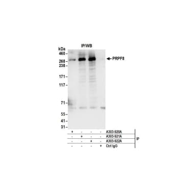 Rabbit anti-PRPF8 Antibody, Affinity Purified