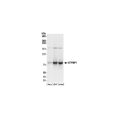Rabbit anti-GTPBP1 Antibody, Affinity Purified