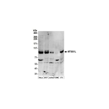 Rabbit anti-MTSS1L Antibody, Affinity Purified