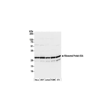 Rabbit anti-Ribosomal Protein S3A/RPS3A Antibody, Affinity Purified