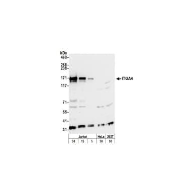 Rabbit anti-ITGA4/CD49D/Integrin alpha-4 Antibody, Affinity Purified