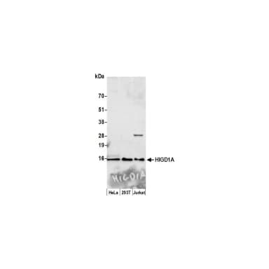 Rabbit anti-HIGD1A Antibody, Affinity Purified