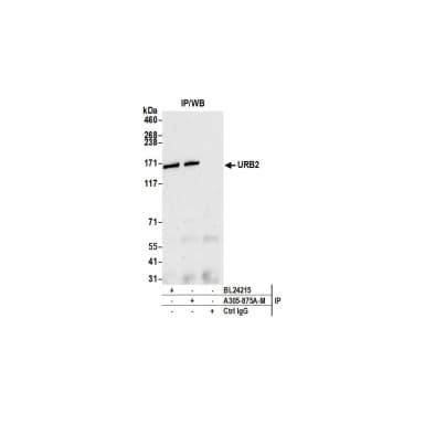 Rabbit anti-URB2 Antibody, Affinity Purified