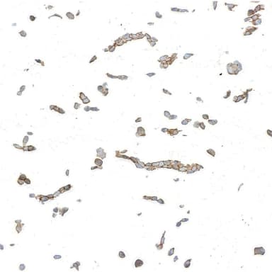 Goat anti-Mouse Lambda Light Chain Antibody FITC Conjugated