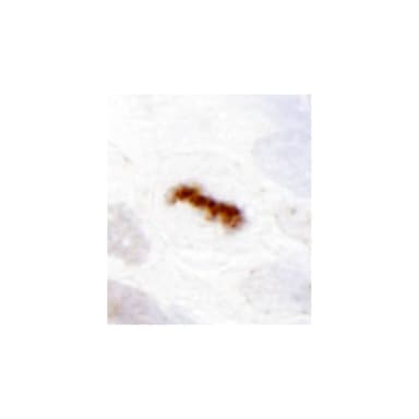 Rabbit anti-Aurora B IHC Antibody, Affinity Purified