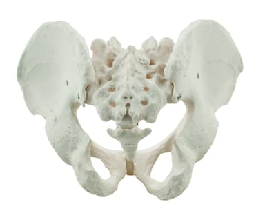 Male Pelvis Model, Human - Life Size, 3D Rendering for Anatomical Study - Medical Quality