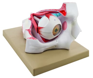 Model Human Eye in Bony Orbit