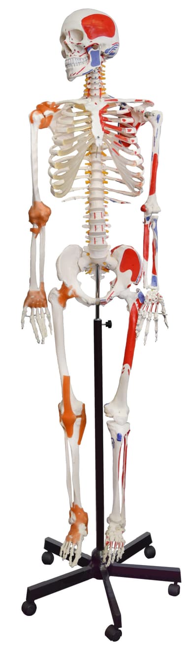 Human Muscular Skeleton Model, Natural Size - Flexible, Painted Muscle Origins & Insertions, Ligaments Details - Rod Mount with Rolling Base