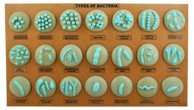 Types of Bacteria Model - 21 different Models Mounted on Board
