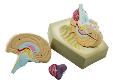 Human Brain Model, 4 Parts, Hand Painted