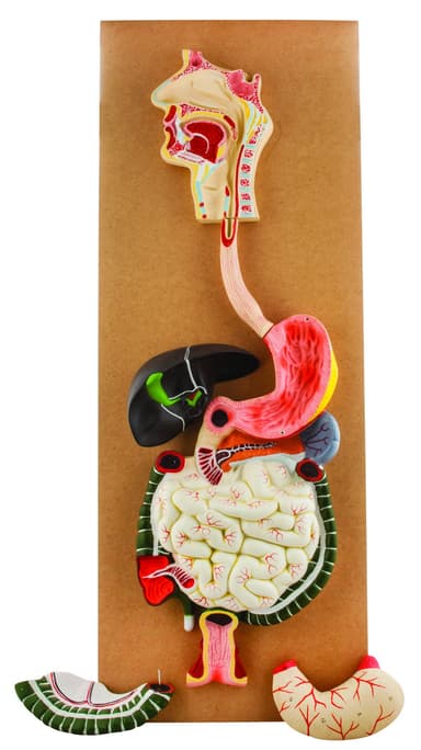 Human Digestive System Model, Life Size, 32" Tall, 3 Parts with Removable Half of Stomach and Transverse Colon