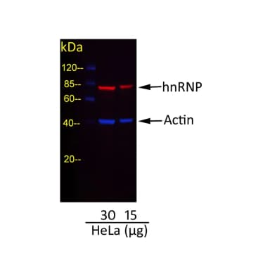 Goat anti-Rabbit IgG Heavy and Light Chain Cross-Adsorbed Antibody DyLight® 488 Conjugated