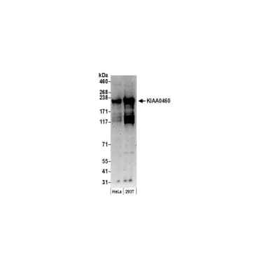 Goat anti-KIAA0460 Antibody, Affinity Purified