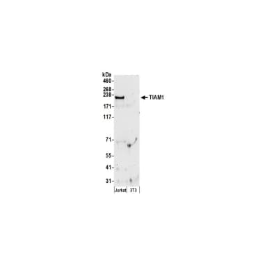 Rabbit anti-TIAM1 Antibody, Affinity Purified