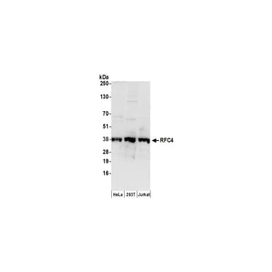 Goat anti-RFC4 Antibody, Affinity Purified