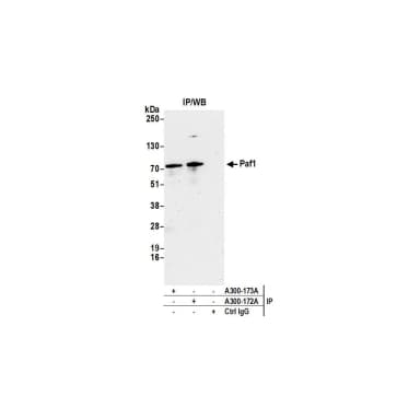 Rabbit anti-Paf1 Antibody, Affinity Purified