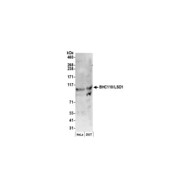 Rabbit anti-BHC110/LSD1 Antibody, Affinity Purified