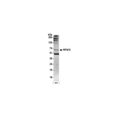 Rabbit anti-RPA70 Antibody, Affinity Purified