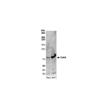 Rabbit anti-CoAA Antibody, Affinity Purified