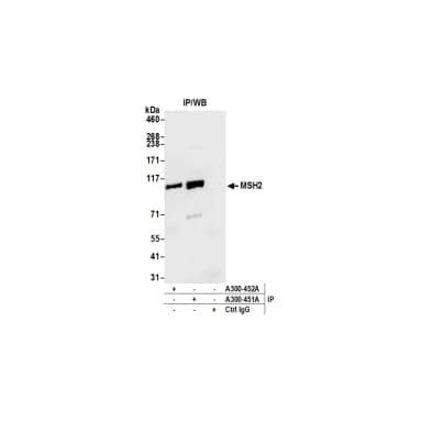 Rabbit anti-MSH2 Antibody, Affinity Purified