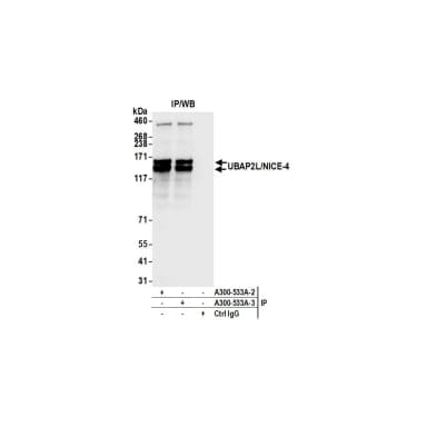 Rabbit anti-UBAP2L/NICE4 Antibody, Affinity Purified