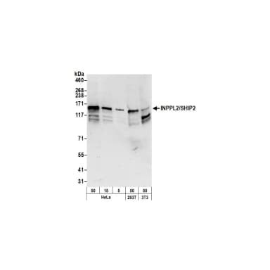 Rabbit anti-INPPL1/SHIP2 Antibody, Affinity Purified