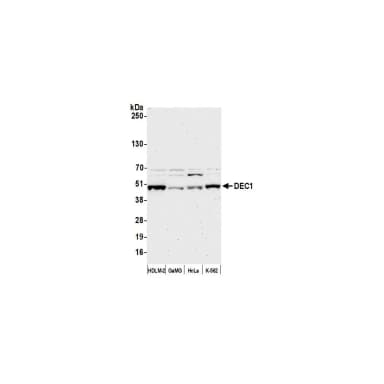 Rabbit anti-DEC1 Antibody, Affinity Purified