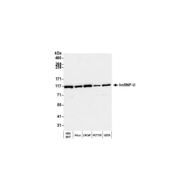 Rabbit anti-hnRNP-U Antibody, Affinity Purified
