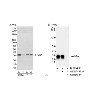 Rabbit anti-SRA Antibody, Affinity Purified