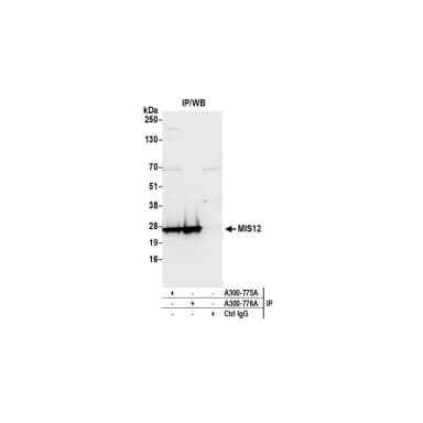 Rabbit anti-MIS12 Antibody, Affinity Purified