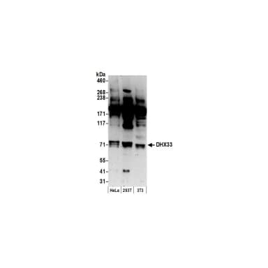 Rabbit anti-DHX33 Antibody, Affinity Purified
