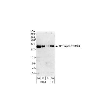 Rabbit anti-TIF1 Alpha/TRIM24 Antibody, Affinity Purified
