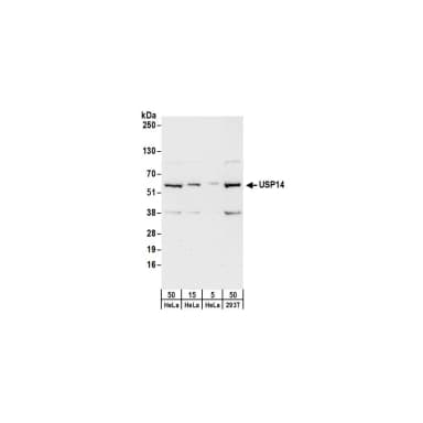 Rabbit anti-USP14 Antibody, Affinity Purified