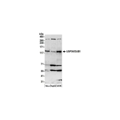 Rabbit anti-USP36/DUB1 Antibody, Affinity Purified
