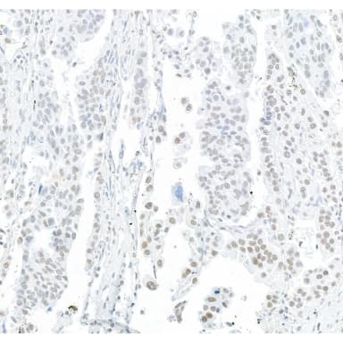 Rabbit anti-EFTUD2/SNRP116 Antibody, Affinity Purified