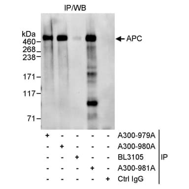 Rabbit anti-APC Antibody, Affinity Purified
