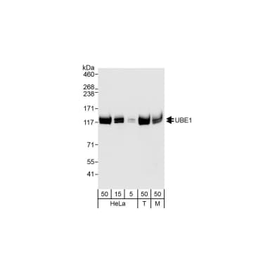 Rabbit anti-UBE1 Antibody, Affinity Purified