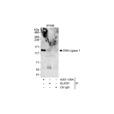 Rabbit anti-DNA Ligase 1 Antibody, Affinity Purified
