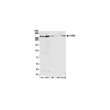 Rabbit anti-CHD6 Antibody, Affinity Purified