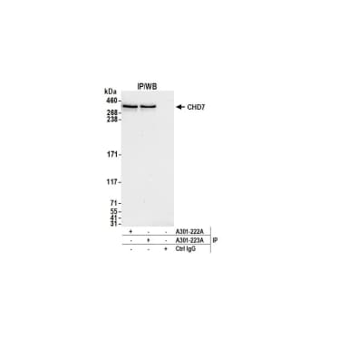 Rabbit anti-CHD7 Antibody, Affinity Purified