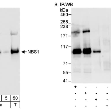 Rabbit anti-NBS1 Antibody, Affinity Purified